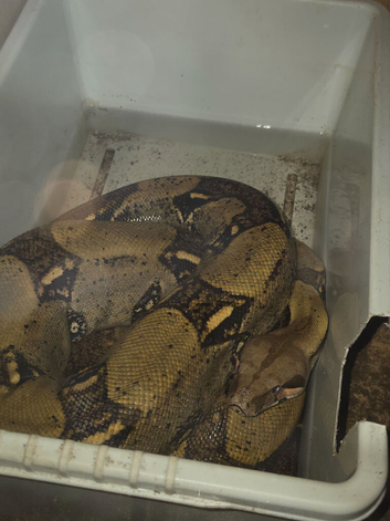 Male Boa Constrictor