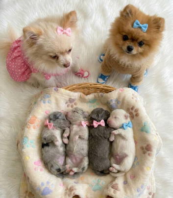2 Mini Pom Star Left