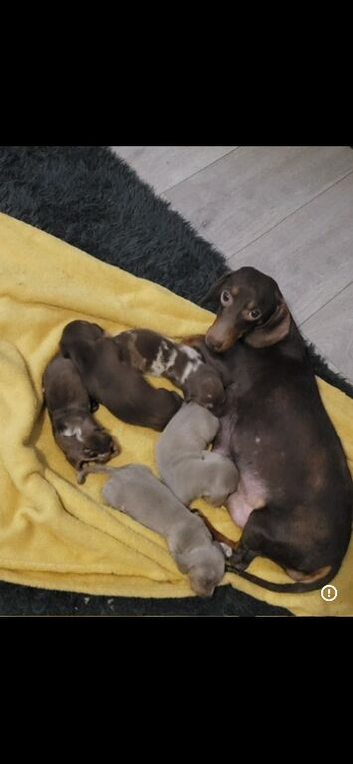 Beautiful daschund puppies
