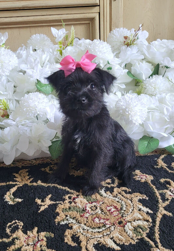Yorkshire terrier puppies yorkie x
