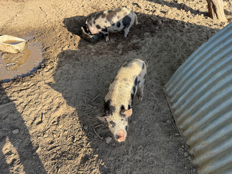 Kune kune pig boars. X 2.