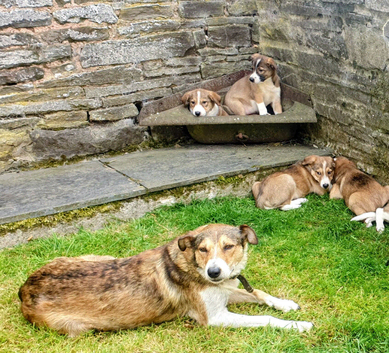 Gorgeous litter of Border Collie Puppies