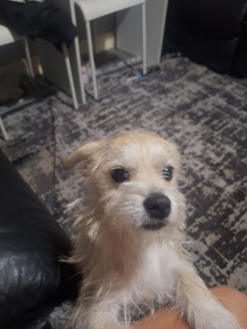 7 month old jackapoo