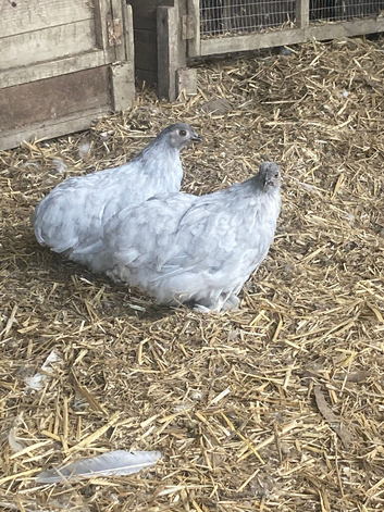 Lavender Pekin bantams for sale