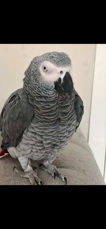 Loving home available