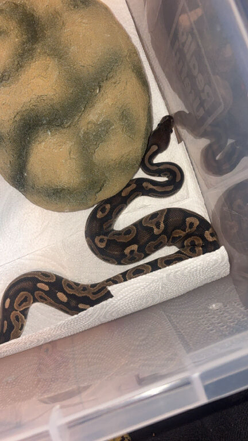Baby royal python