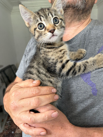 1 lovely little male kitten