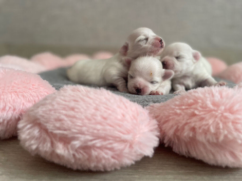 Beautiful KC reg.Maltese puppies