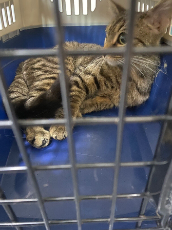 Female cat