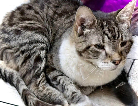 Lovely Tabby Cat