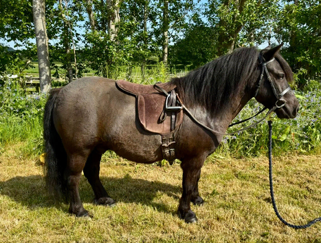 A Stunning Standard Shetland
