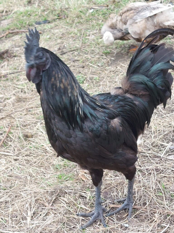 2 ayam cermani hybrid roosters