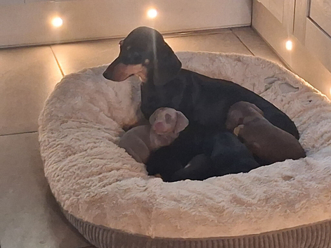 Dachshund Minature Pra clear Puppies READY NOW
