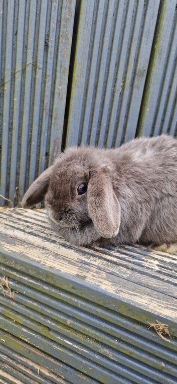 Lovely minilop female bunny