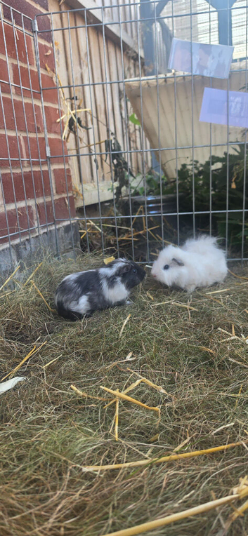 Pair of bonded guinea pig baby boars.
