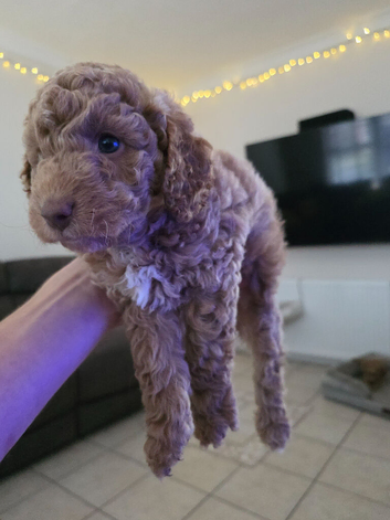 Male Cockapoo - last one!