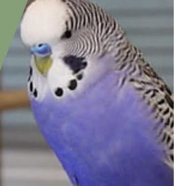 Pair of beautiful budgies male and female rainbow and biolet