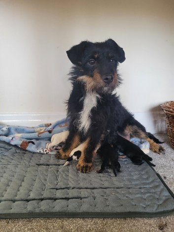Beautiful jackapoo puppies