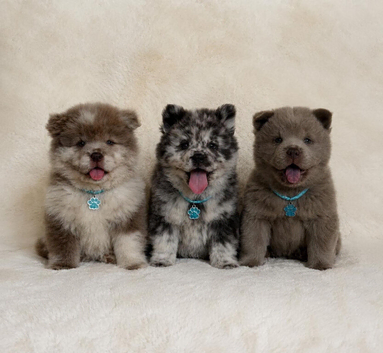 Outstanding exotic colour chow chow puppies for sale