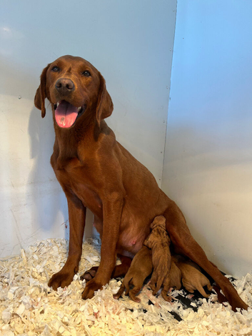 Foxred Health Tested Labrador puppies
