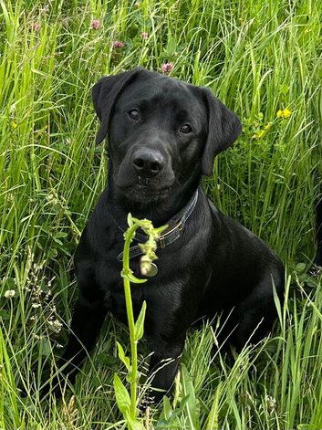 KC Reg 11 mth old Labrador Pup
