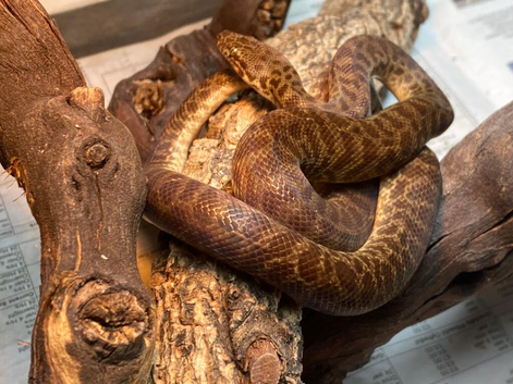 Childrens Python at Birmingham Reptiles