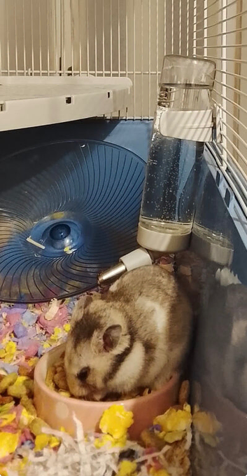 Hamster