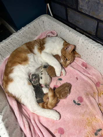2 beautiful ginger boys