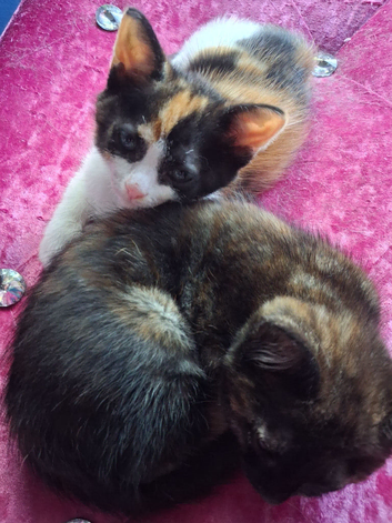 2 kittens  8 weeks ready for rehomoing