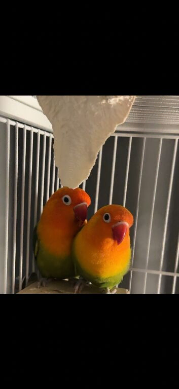 Two love birds