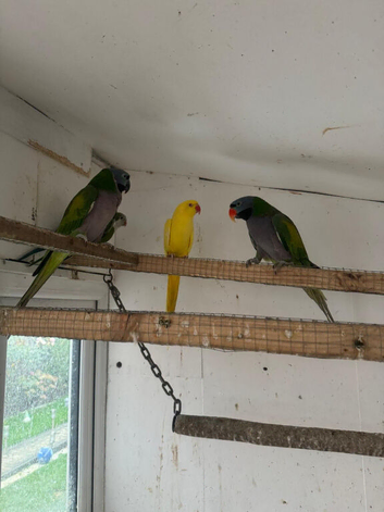 Adult Pair Derbyan parrot and Indian Ringneck yellow Female
