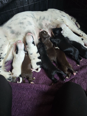 Sprocker puppies 3 left