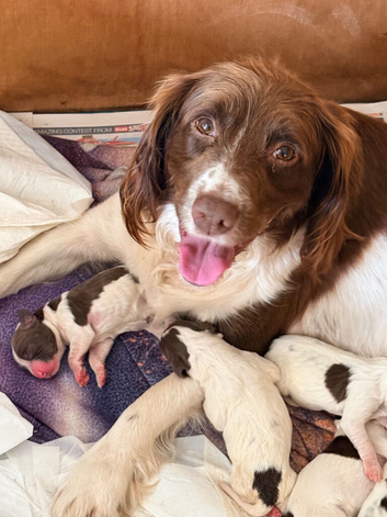 Stunning pedigree springer spaniels