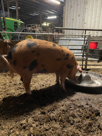 2 in-pig gilts