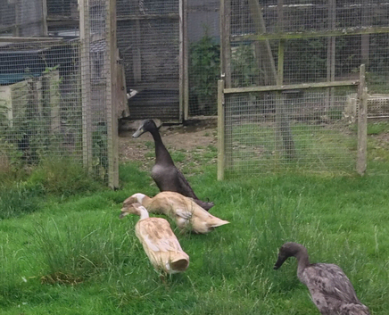 Pure Indian runner hatching eggs x6