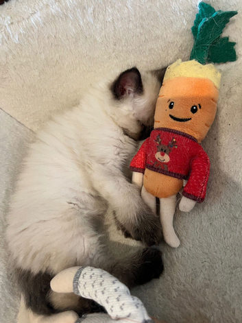 Adorable ragdoll kittens