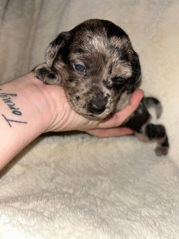 BEAUTIFUL JACK RUSSELL PUPPIES - LOOKING FOR THEIR FOREVER HOMES!