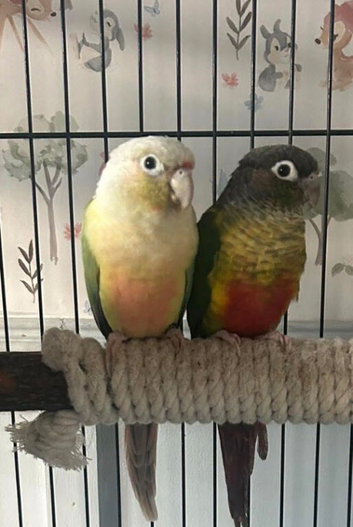 Proven pair conures