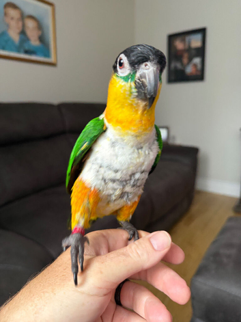 Male black headed caique. Almost 2