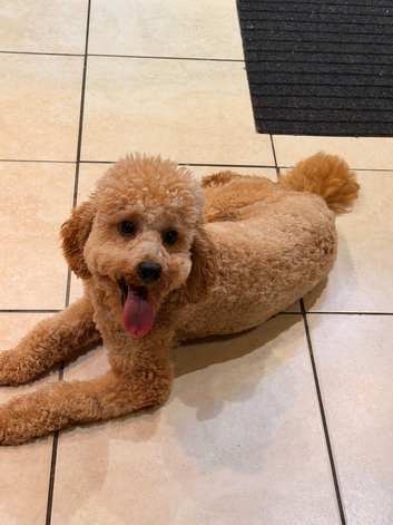 Beautiful adorable Miniature poodle
