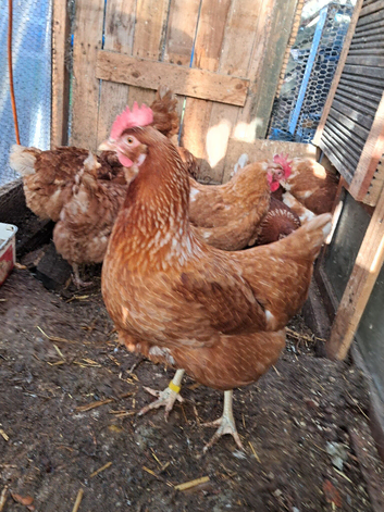 Egg layer Chicken available