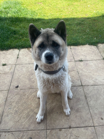 American Akita 3 year old in September 4