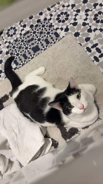 Tam