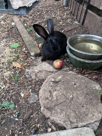 Female mix breed rabbit