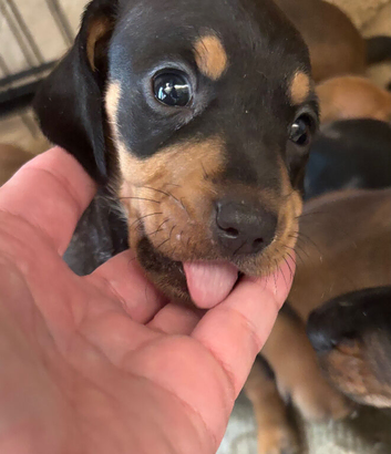 Beautiful baby puppies