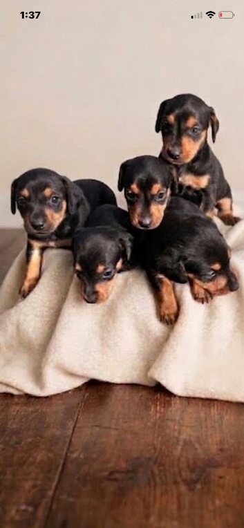 Beautiful jackshund puppies ready soon!