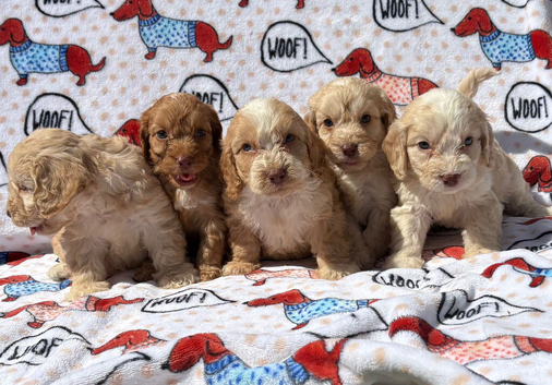F1 Cockerpoo puppies ready to leave