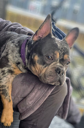 Frenchie x staff