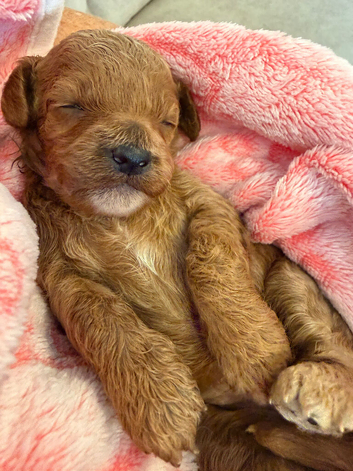Cavapoo Puppies