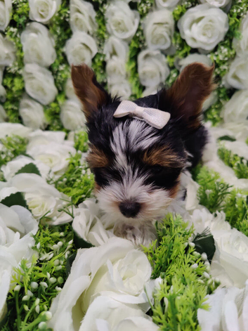 Ready to go Outstanding pure Yorkshire terrier
